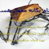 بيونيك-جانوران-در-معماري