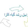مراحل-رشد-گیاه-کلزا