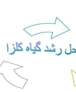 مراحل-رشد-گیاه-کلزا