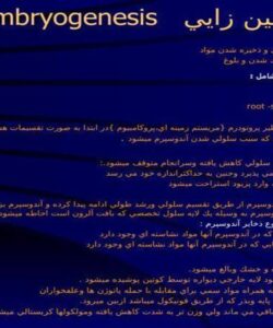 جنين-زايي
