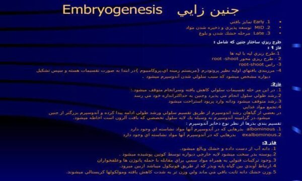 جنين-زايي