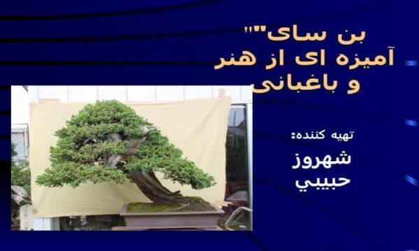 بن-سای-آمیزه-ای-از-هنر-و-باغبانی
