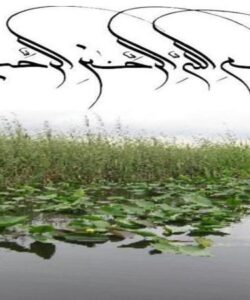 دوی-سرعت