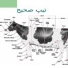 تیپ-صحیح-گاو