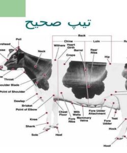 تیپ-صحیح-گاو