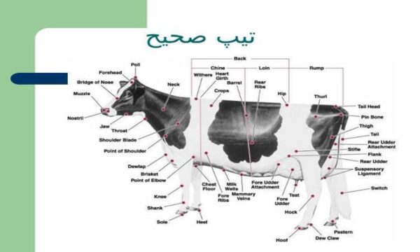 تیپ-صحیح-گاو