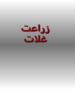 زراعت-غلات