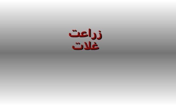 زراعت-غلات