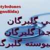 دو-لپه-هاي-گلبرگان-جدا-گلبرگان-پيوسته-گلبرگان