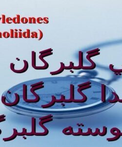دو-لپه-هاي-گلبرگان-جدا-گلبرگان-پيوسته-گلبرگان