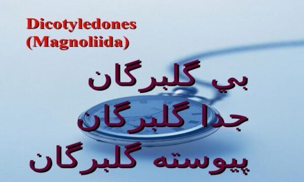 دو-لپه-هاي-گلبرگان-جدا-گلبرگان-پيوسته-گلبرگان