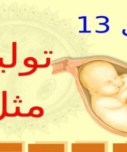 تولید-مثل
