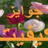 جوائز-کیفیت