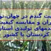 اهمیت-گندم-در-جهان-تولید-ایران-و-مقایسه-کیفیت-گندم-های-تولیدی-استان-کردستان-با-کشور
