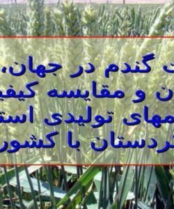 اهمیت-گندم-در-جهان-تولید-ایران-و-مقایسه-کیفیت-گندم-های-تولیدی-استان-کردستان-با-کشور