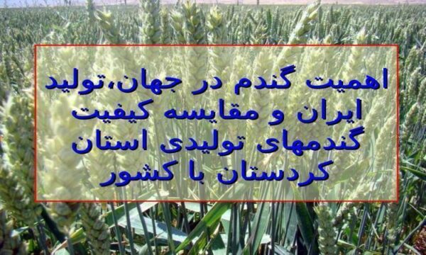 اهمیت-گندم-در-جهان-تولید-ایران-و-مقایسه-کیفیت-گندم-های-تولیدی-استان-کردستان-با-کشور