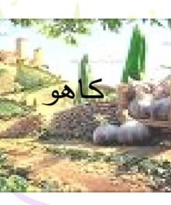 كاهو