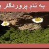 كشت-ارگانيك