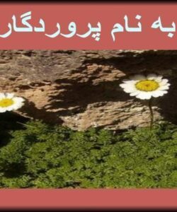 كشت-ارگانيك