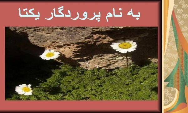كشت-ارگانيك