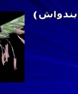 مرغ-بندواش