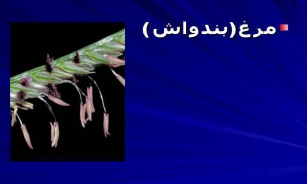 مرغ-بندواش