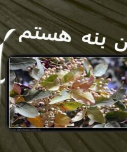 من-بنه-هستم