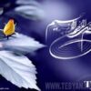 کنترل-بیوژیکی-کپک-سفید-کاهو-با-استفاده-از-سیانو-باکتریها