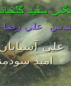 مگس-سفيد-گلخانه