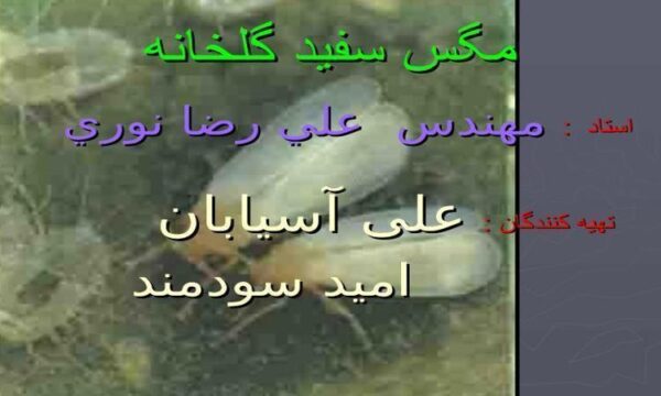 مگس-سفيد-گلخانه