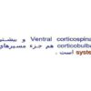 دستگاه-قشر-نخاعی-شکمی