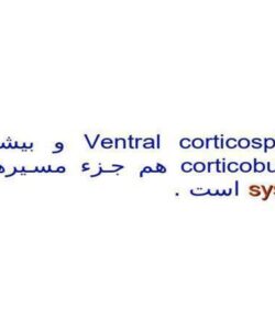 دستگاه-قشر-نخاعی-شکمی