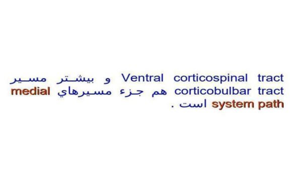 دستگاه-قشر-نخاعی-شکمی