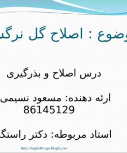گل نرگس