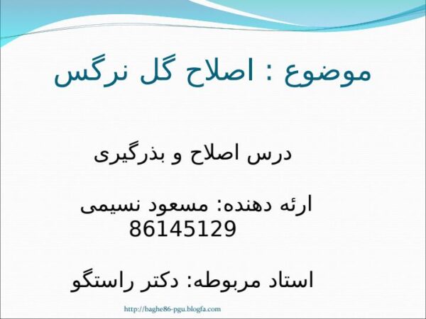 گل نرگس