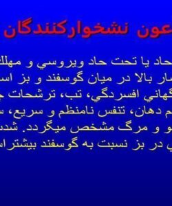 طاعون-نشخواركنندگان-كوچك