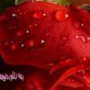 نحوه-نگهداري-مواد-غذايي