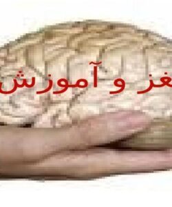 مغز-و-آموزش