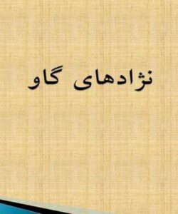 نژادهای-گاو
