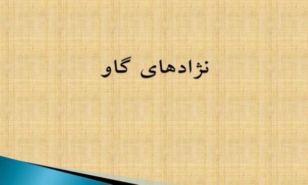 نژادهای-گاو