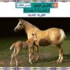 پاورپوینت-درس-۴-عربی-هشتم