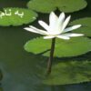 آناتومي-و-فيزيولوژي-قلب