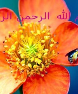 اختلالات-شناختی-یا-عقب-ماندگی