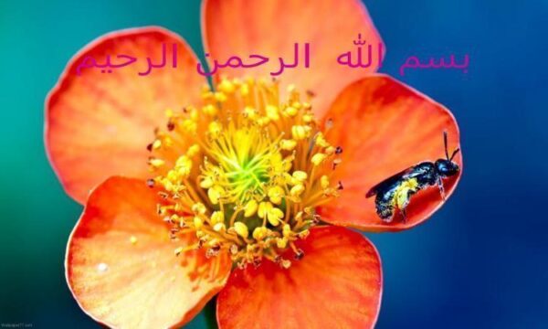 اختلالات-شناختی-یا-عقب-ماندگی