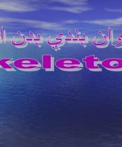 استخوان-بندی-بدن-انسان