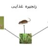 اسلایدهایی-از-زنجیره-غذایی-و-شبکه-غذایی