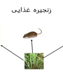 اسلایدهایی-از-زنجیره-غذایی-و-شبکه-غذایی