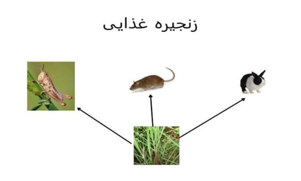 اسلایدهایی-از-زنجیره-غذایی-و-شبکه-غذایی