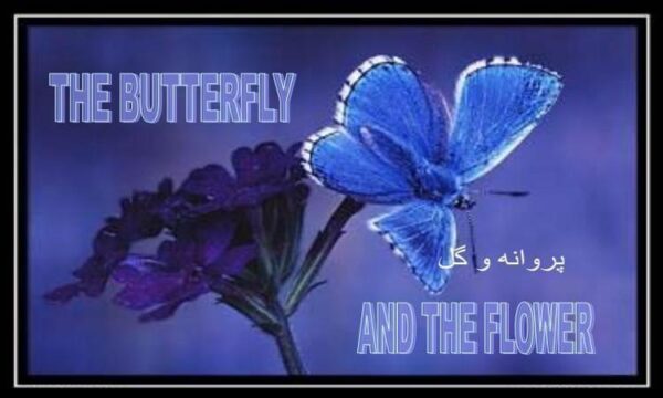 پروانه-و-گل