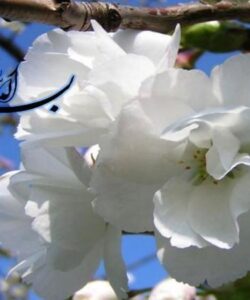 اصول-و-اهداف-آمادگی-برای-زایمان
